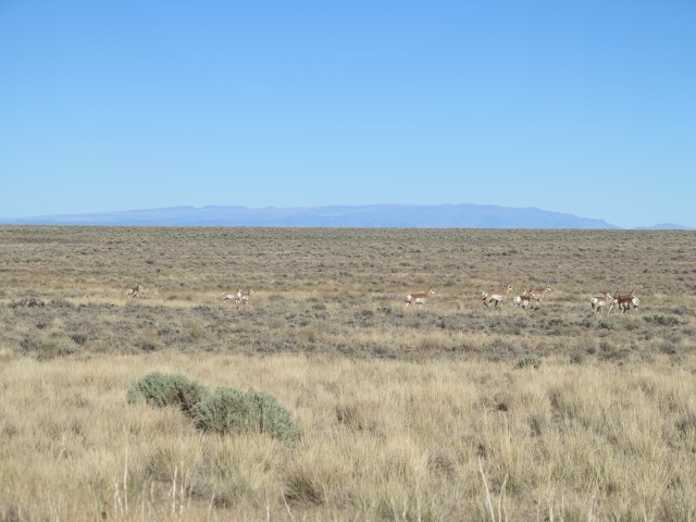 Antelopes, sage brush, and the Steens Mountain on the background