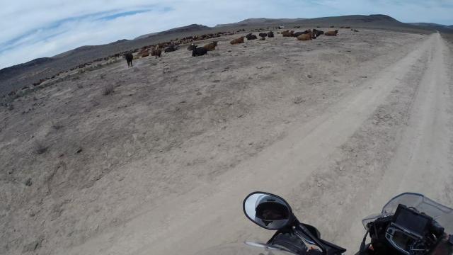 Cattle near a feed area